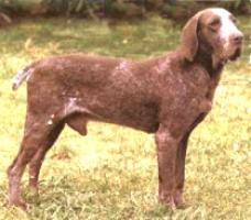 Burgos Vorstehhund - Perdiguero de Burgos